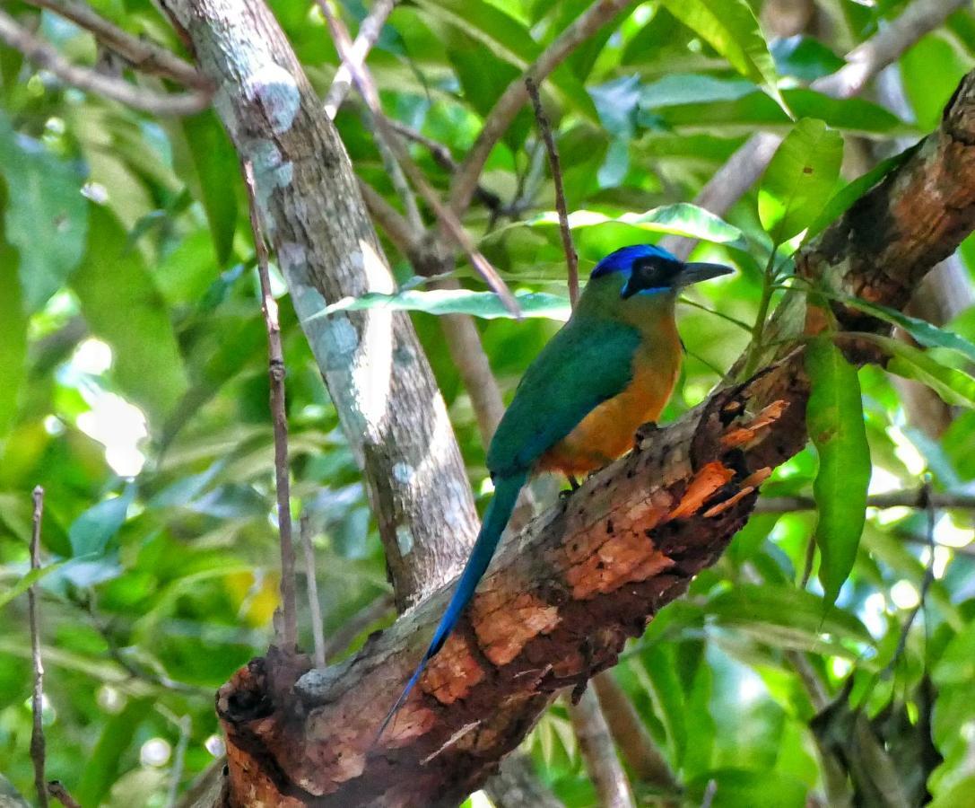 Casa Da Arvore, Sonho Na Amazonia, 2Min A Pe Da Praia Alter do Chão Luaran gambar