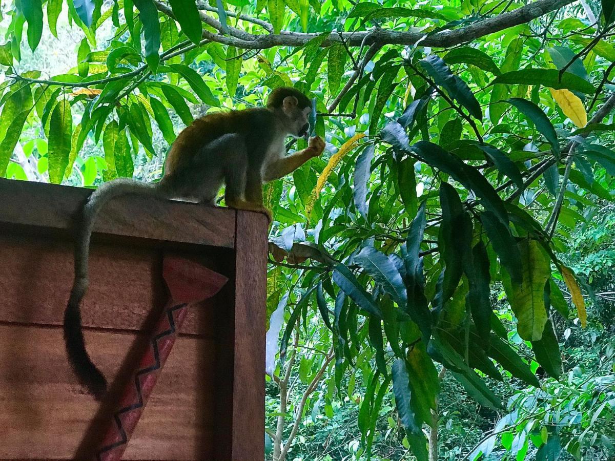 Casa Da Arvore, Sonho Na Amazonia, 2Min A Pe Da Praia Alter do Chão Luaran gambar
